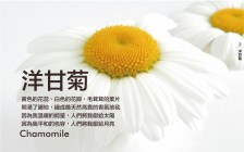 洋甘菊护肤品功效怎么样？含洋甘菊护肤品有哪些？