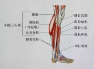 跑步小腿变粗如何恢复 小腿拉伸图解告别疙瘩腿